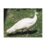 Albino Peacock, Castello di Querceto, Italy Post Cards
