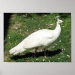 Albino Peacock, Castello di Querceto, Italy Posters
