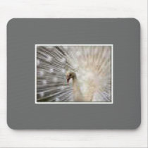 Albino Peacock Mousepad