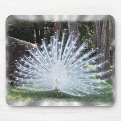 Albino Peacock Mouse Pad by showcsp