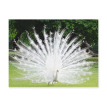 Albino-Peacock Postcards