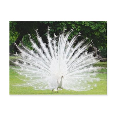 Albino-Peacock Postcards by DorkaReyes