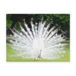 Albino-Peacock postcards
