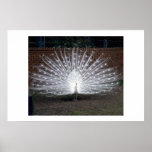 Albino Peacock Posters