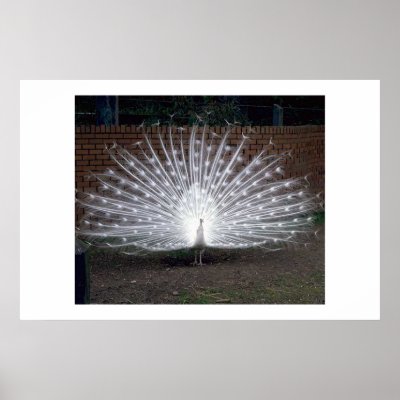 Albino Peacock Posters by muenks3