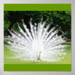 Albino-Peacock posters
