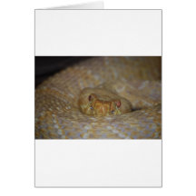 Albino Rattlesnake Card