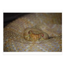 Albino Rattlesnake Postcard