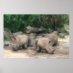 Albino Rhino Print