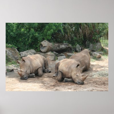 Albino Rhino Print by Paddydee56