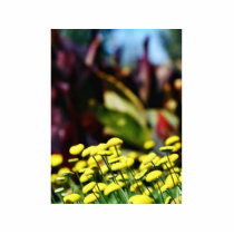 Alcazar Garden In Balboa Park Photo Cutout