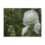 Alcea rosea postcard