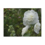 Alcea rosea postcard