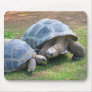 Aldabra Tortoises Mousepad