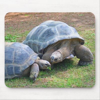 Aldabra Tortoises Mousepad by BLewis_Photography