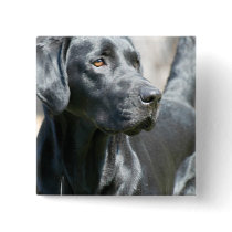 Alert Black Lab Button