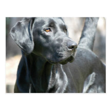 Alert Black Lab Postcard