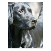 Alert Black Lab Postcard