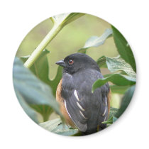 Alert Eastern Towhee