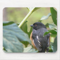 Alert Eastern Towhee