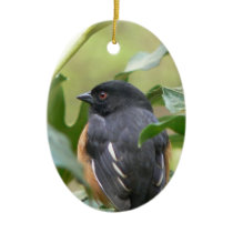 Alert Eastern Towhee