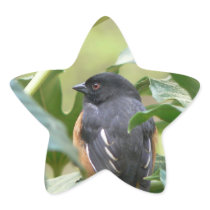 Alert Eastern Towhee
