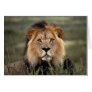 Alert Lion Greeting Cards