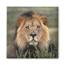 Alert Lion Magnets