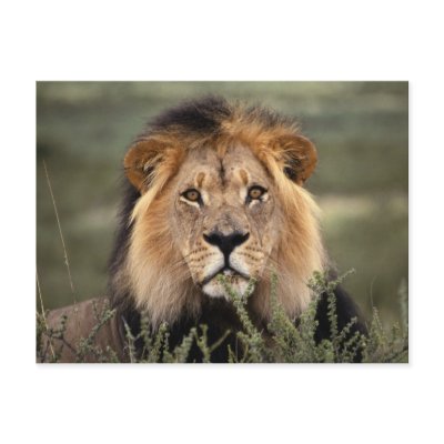 Alert Lion Post Card by alternateworlds