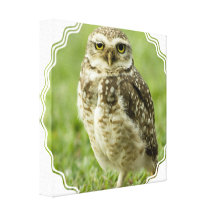 Alert Owl Canvas Print