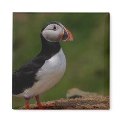 Alert Puffin Magnets by Welshpixels