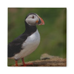 Alert Puffin Magnets