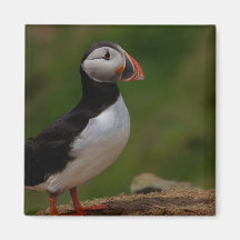 Alert Puffin Magnets