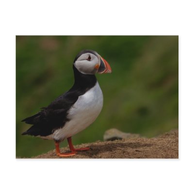 Alert Puffin Postcard by Welshpixels