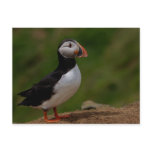 Alert Puffin postcards
