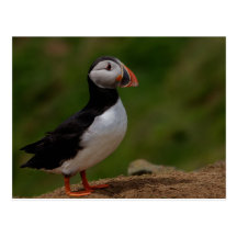 Alert Puffin Postcard