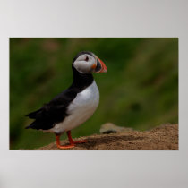 Alert Puffin Print