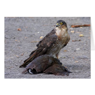 Alert Sparrowhawk Greeting Card by Welshpixels