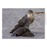 Alert Sparrowhawk Greeting Card