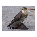 Alert Sparrowhawk Postcard