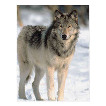 Alert Wolf Post Cards