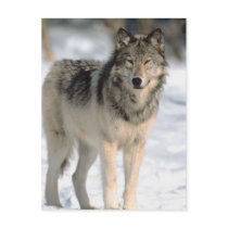 Alert Wolf Post Cards