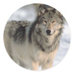 Alert Wolf Round Stickers