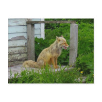 Aleutian Fox in Unalaska, Alaska Post Card