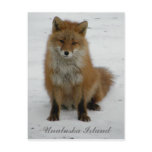 Aleutian Fox in Winter, Unalaska Island