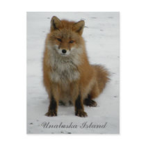 Aleutian Fox in Winter, Unalaska Island