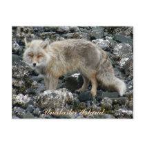 Aleutian Fox, Unalaska Island Post Cards