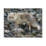 Aleutian Fox, Unalaska Island Post Cards