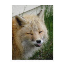 Aleutian Fox With Funny Expression