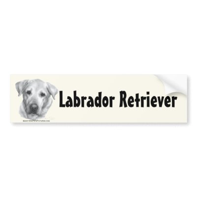 Alex, Yellow Labrador Retriever by petspictured
